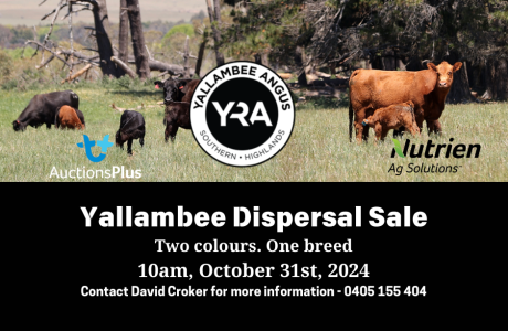 Yallambee Dispersal Sale Both Red and Black Genetics 31st October 10am on farm Interfaced with AuctionsPlus Inspections available 30th October from 10am Contact John Seatree - (2)